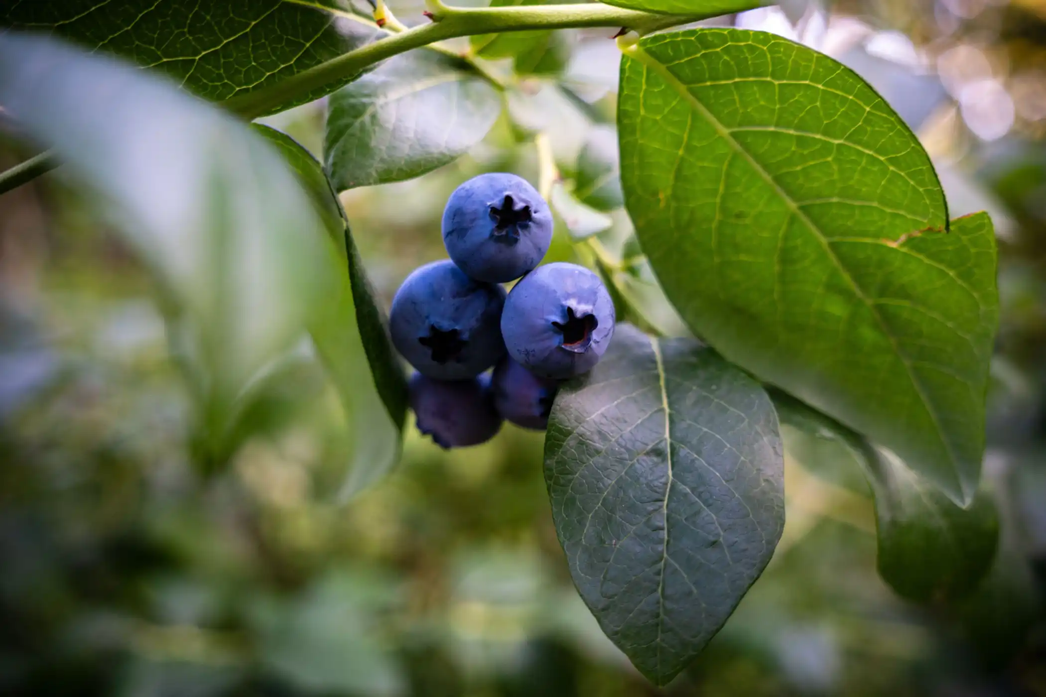 A close-up of ripe blueberries on the bush, showing the fresh summer harvest.